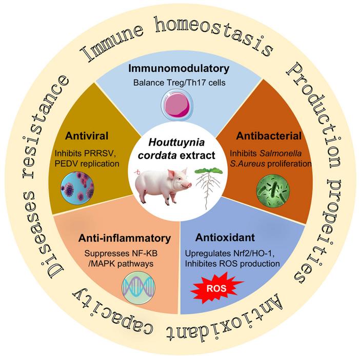 Multifaceted biological functions of Houttuynia cordata extract in swine health and production.