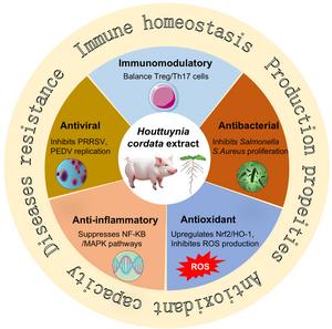 Multifaceted biological functions of Houttuynia cordata extract in swine health and production.