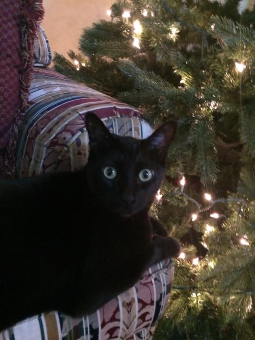 Jak next to a Christmas tree