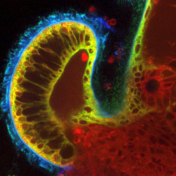 Confocal Image of Squid's Light Organ
