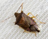 A Female Spined Soldier Bug