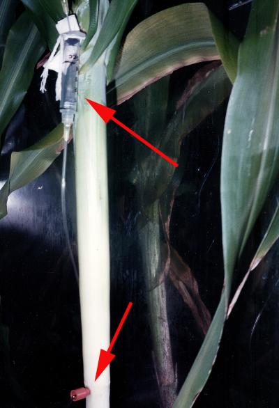 Sorghum IV Arrows