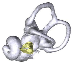 Hedgehog model showing earbones.