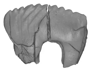 A premolar of Camurodon borealis