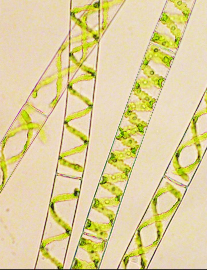 <i>Spirogyra pratensis</i>