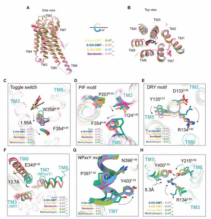 Figure 3. Structure features of 5-HT1A in the active state by bufotenine derivatives.
