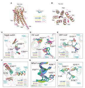 Figure 3. Structure features of 5-HT1A in the active state by bufotenine derivatives.