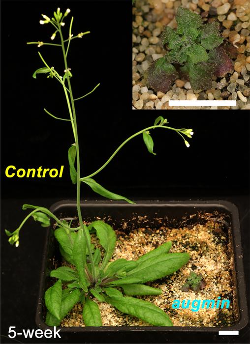 Plant Cell Structure Could Hold Key to Cancer Therapies and Improved Crops