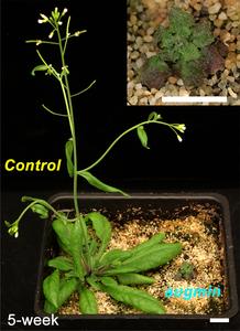 Plant Cell Structure Could Hold Key to Cancer Therapies and Improved Crops