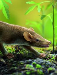 Living Reconstruction of the Prehistoric Mammal