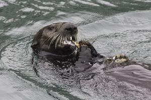 A Southern sea otter foraging and eating mussels in Monterey Bay.