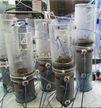 Peat Mesocosms