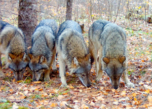 Cranberry Bay Pack-UMN-Voyageurs Wolf Project