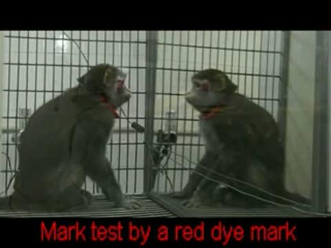 Video: Rhesus Monkeys Can Learn to Recognize Themselves in the Mirror