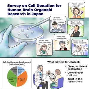 Survey on cell donation for human brain organoid research in japan