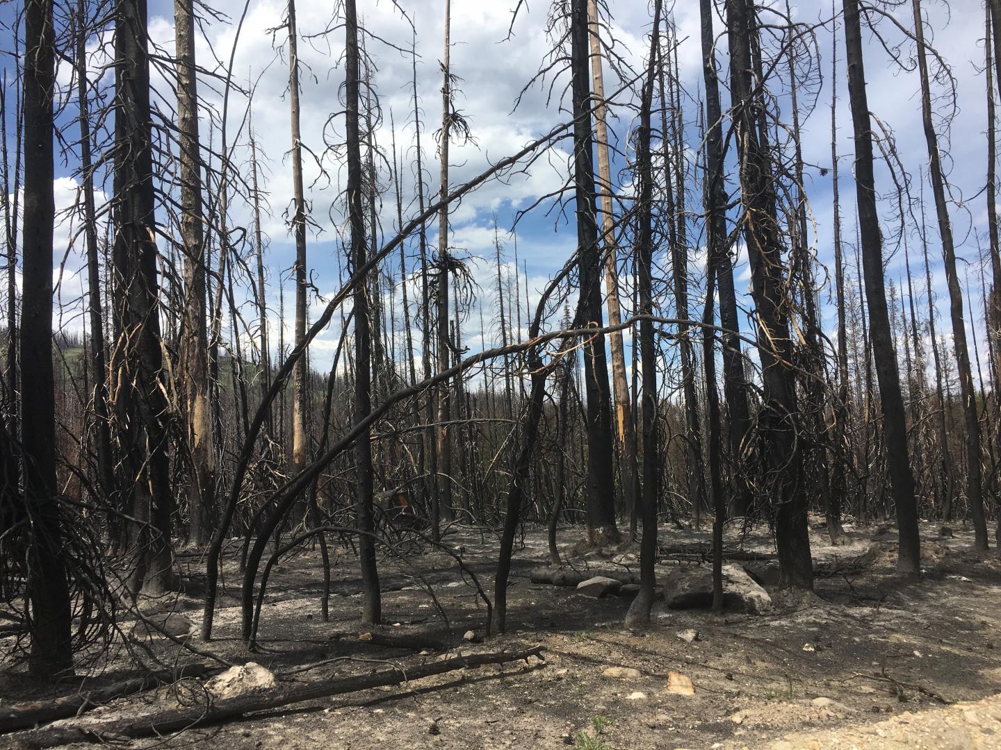 Dead trees in the aftermath
