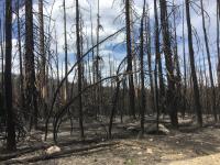 Dead trees in the aftermath