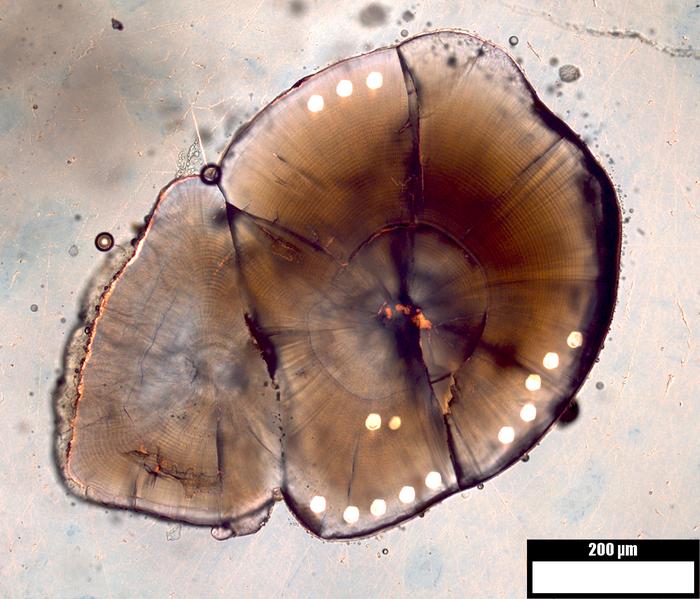 Cross-Section of Salmon Otolith