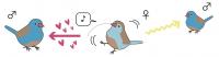 Songbird Dance