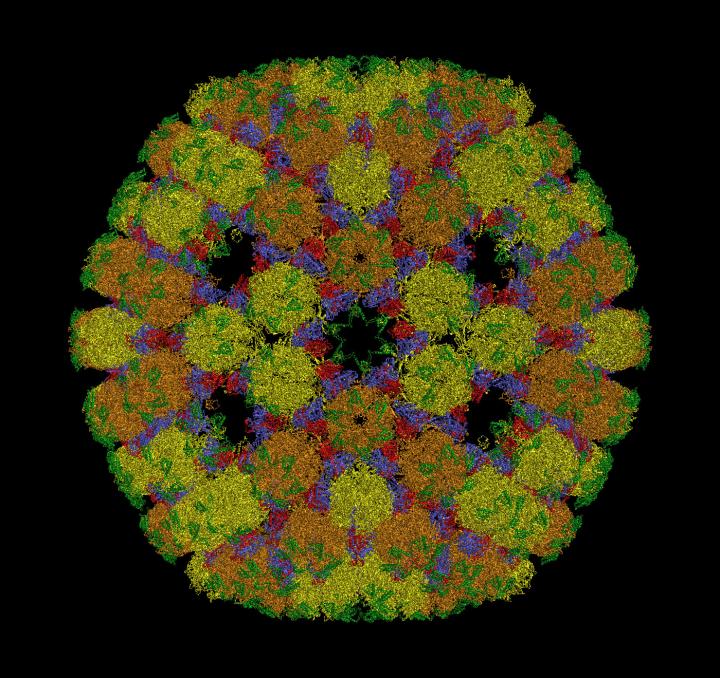 Herpes Virus