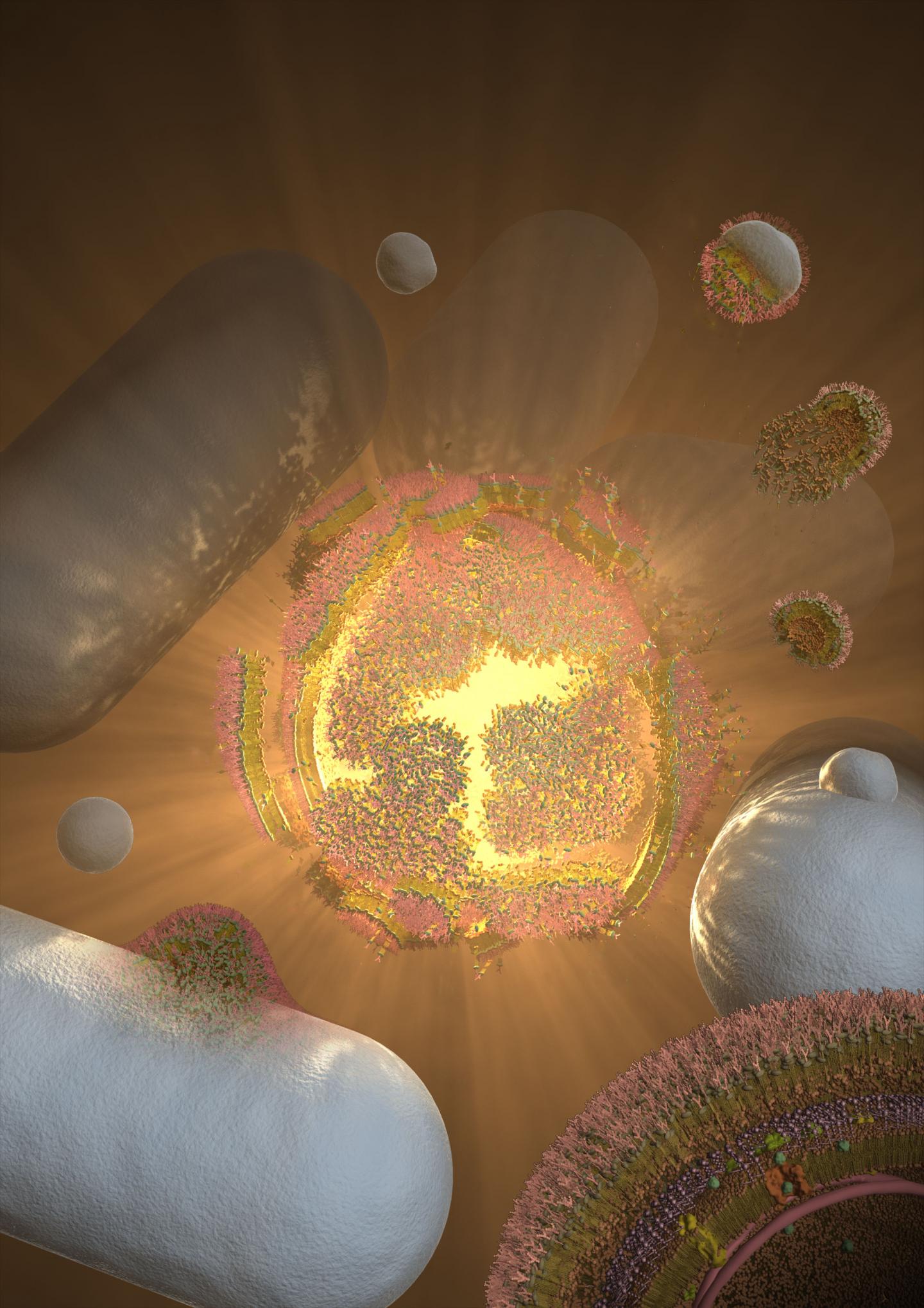 Newly Identified Cell Explosions Involved in Bacterial Secretion and Adherence