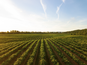 Farmland