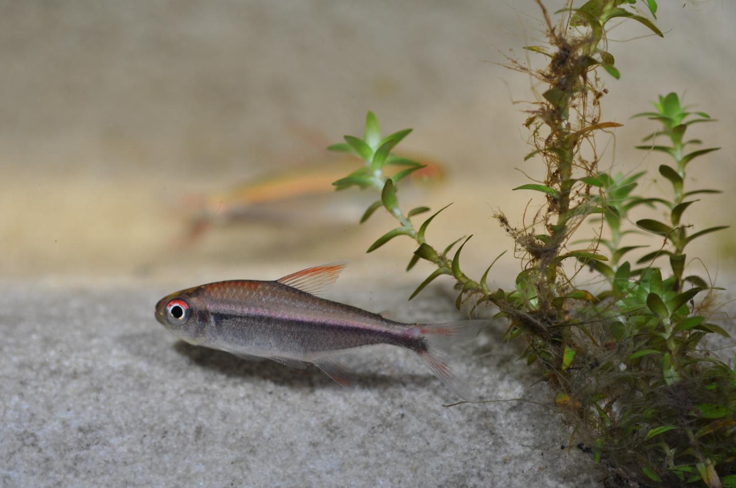 Fish