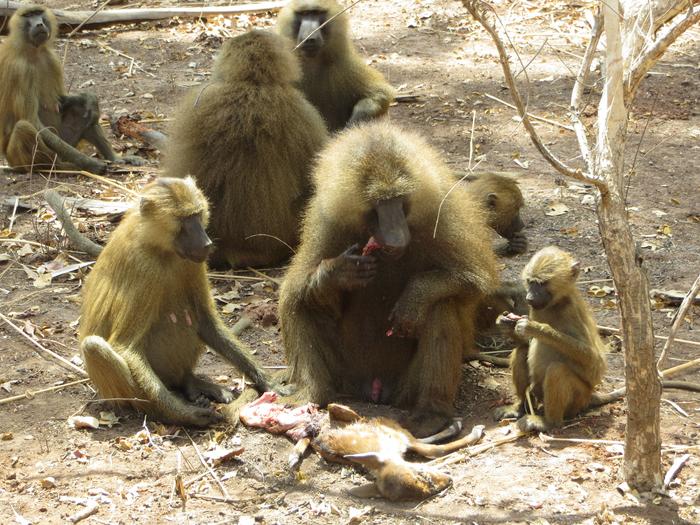 Guinea baboons sharing meat
