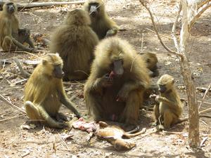 Guinea baboons sharing meat