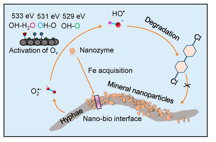 Schematic diagram of the interfacial processes and mechanisms for the synergistic degradation of dichlorobiphenyl by white rot fungus and magnetite nanoparticles