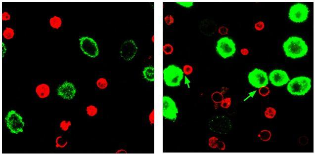 Nanoparticles