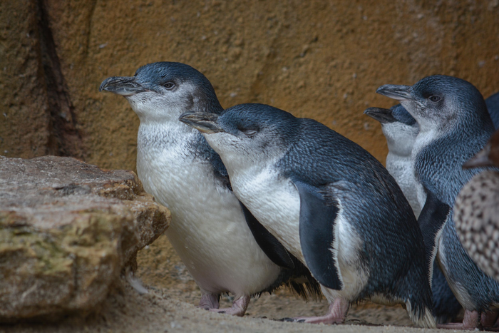 Penguins
