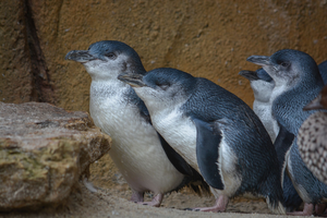 Penguins