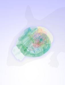 Mouse brain