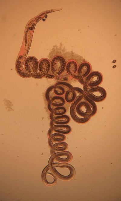 Helminth