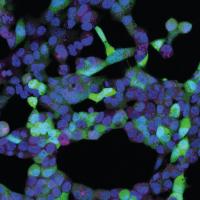 Cells