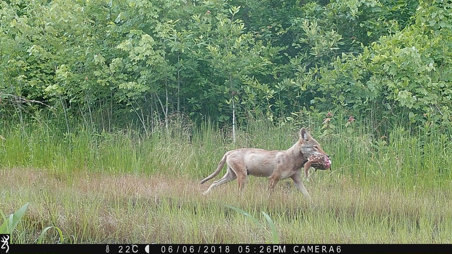 Coyote & Fawn