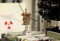 Study of a Fossil at the ESRF