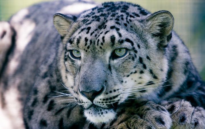 Snow Leopards