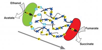 Direct Electron Transfer Between Bacteria (4 of 6)