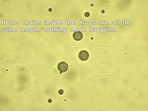Shape-Changing Drops of Liquid Crystal Polymer
