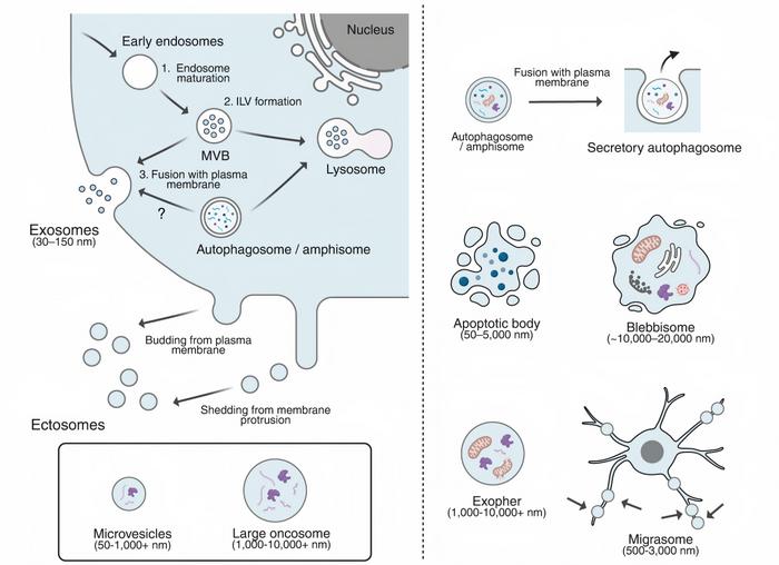 Overview of extracellular vesicle biogenesis and related extracellular structures.