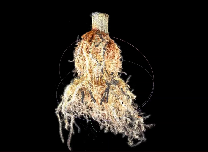 3D maize root reconstruction