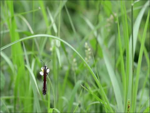 From the Butterfly to the Tornado: Predicting Turbulence