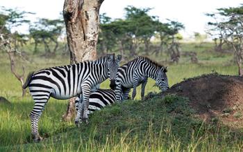Zebras