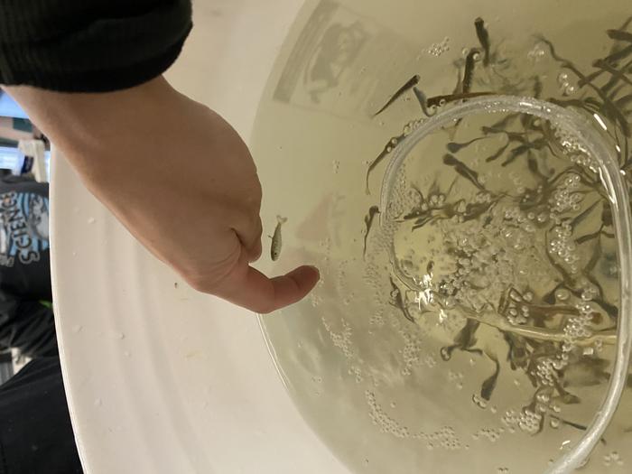 Juvenile Winter-run Chinook Salmon