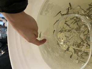 Juvenile Winter-run Chinook Salmon