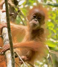 Orangutan (3 of 3)