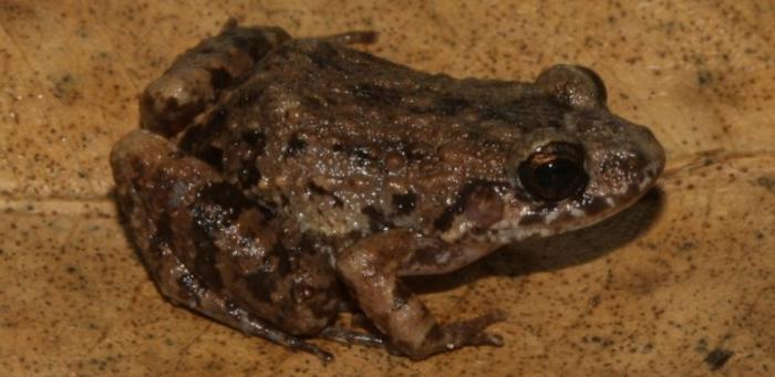 Scientists discover new frog species in the Amazon’s flooded forests