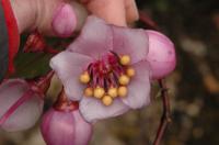 <i>Axinaea</i>